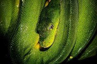 156 - MORELIA VIRIDIS - GRETHEN JEAN JACQUES - luxembourg